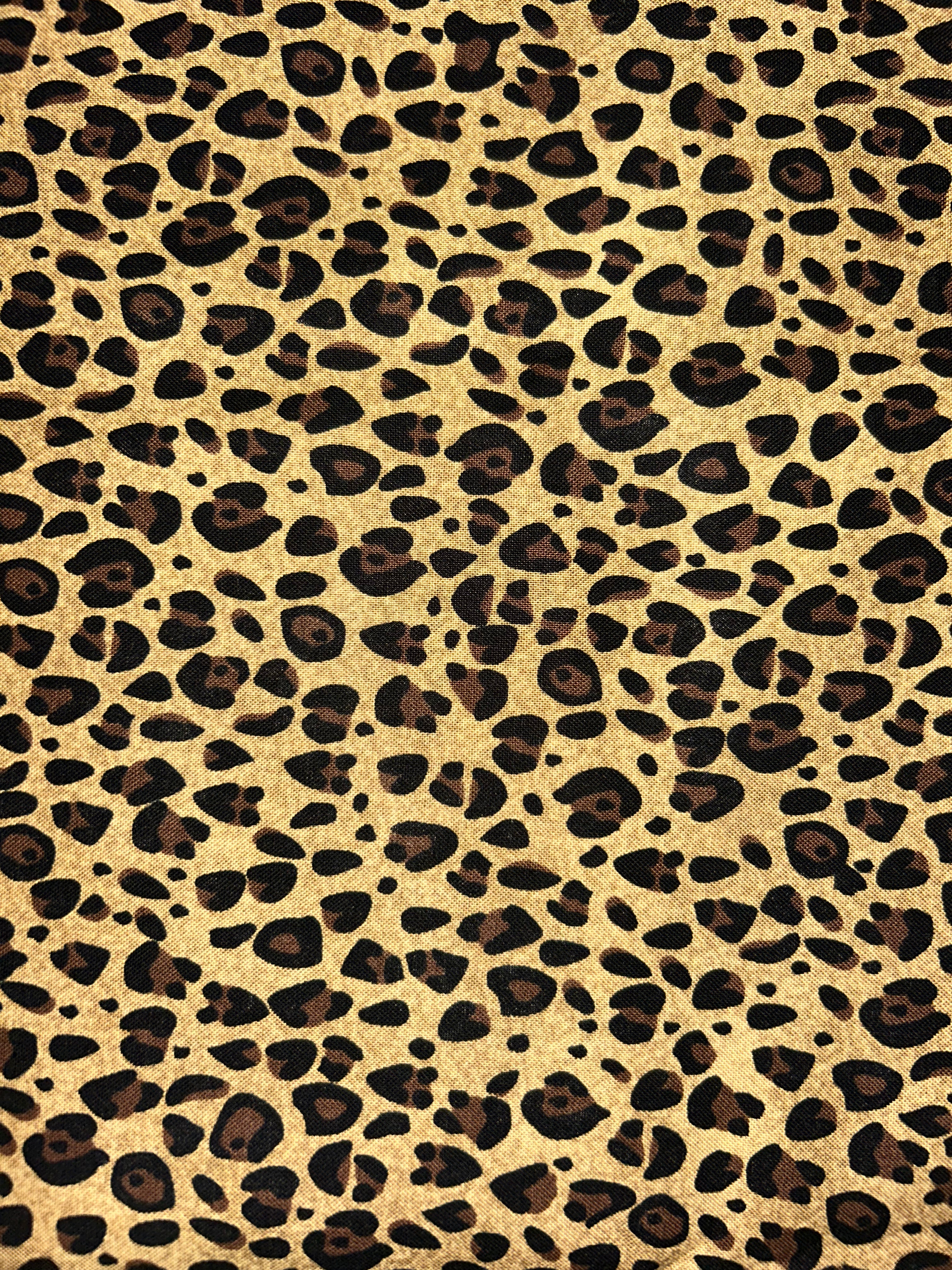 cheetah